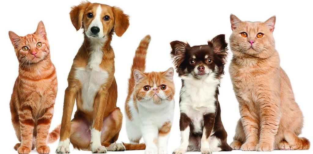 Доска объявлений о животных | ЗооТом - продажа, вязка и услуги для животных в Петрове Вале