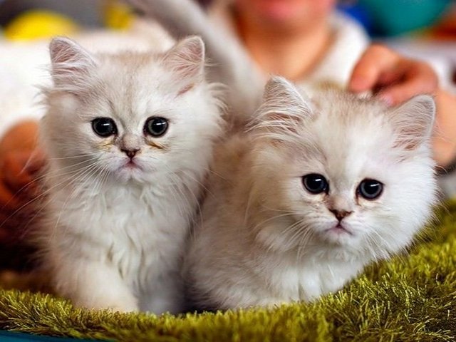 Породы кошек в Петрове Вале | ЗооТом портал о животных