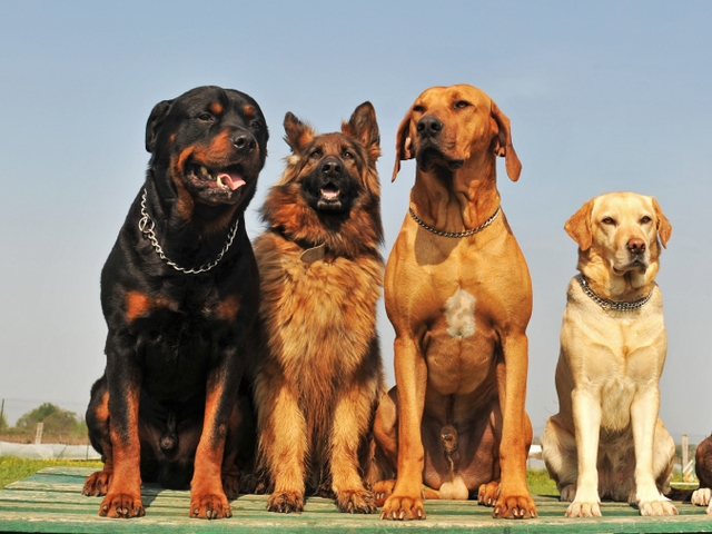 Крупные породы собак в Петрове Вале | ЗооТом портал о животных